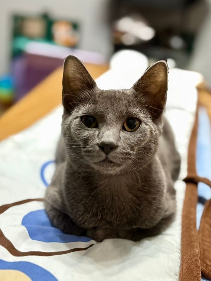 Cat for adoption - Gardenia, a Domestic Short Hair Mix in