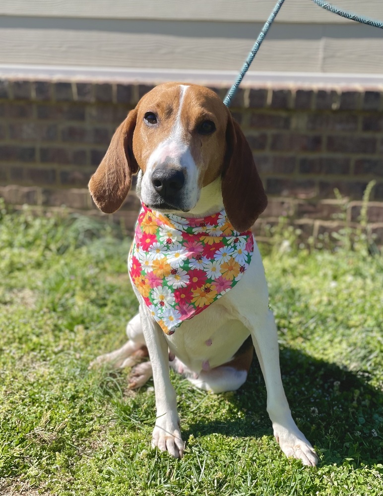 Daisy