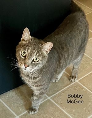 Bobby McGee, Young Male Domestic Short Hair