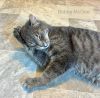 Bobby McGee photo 3