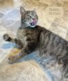 Bobby McGee photo 4