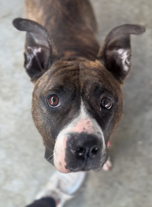 ELLIE