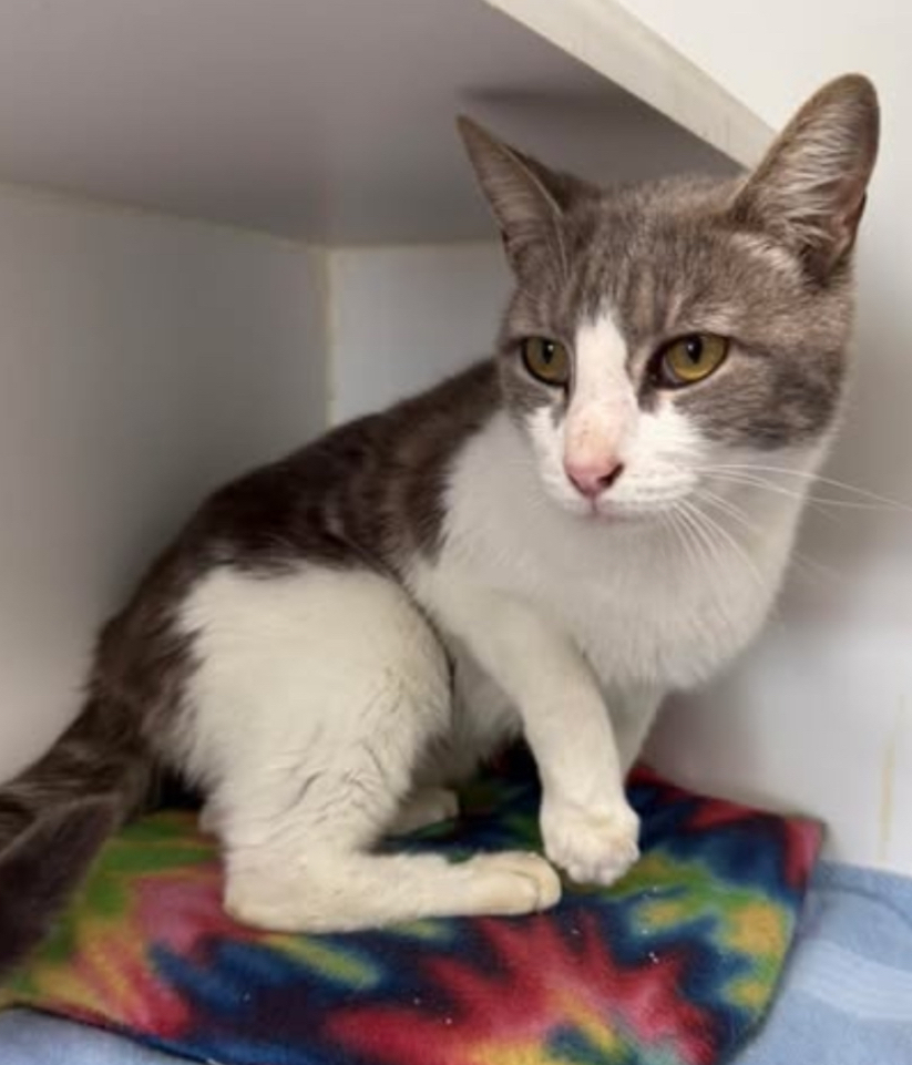 Leon ~ Available at PetSmart Warsaw, IN!!