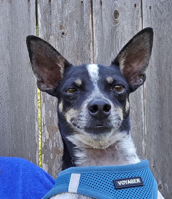 Cesar Millan thumbnail 3
