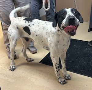 Zeus Dalmatian Dog