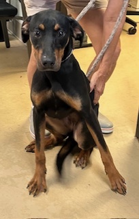 Ellie Doberman Pinscher Dog