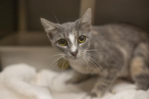 Azalea, Adult Female Torbie
