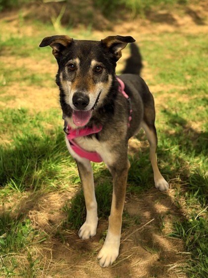 Husky, an adoptable Mixed Breed in Gwinn, MI, 49841 | Photo Image 1
