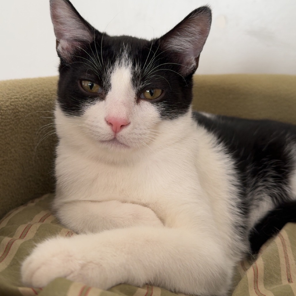 Frito, an adoptable Domestic Short Hair in Wichita, KS, 67208 | Photo Image 1