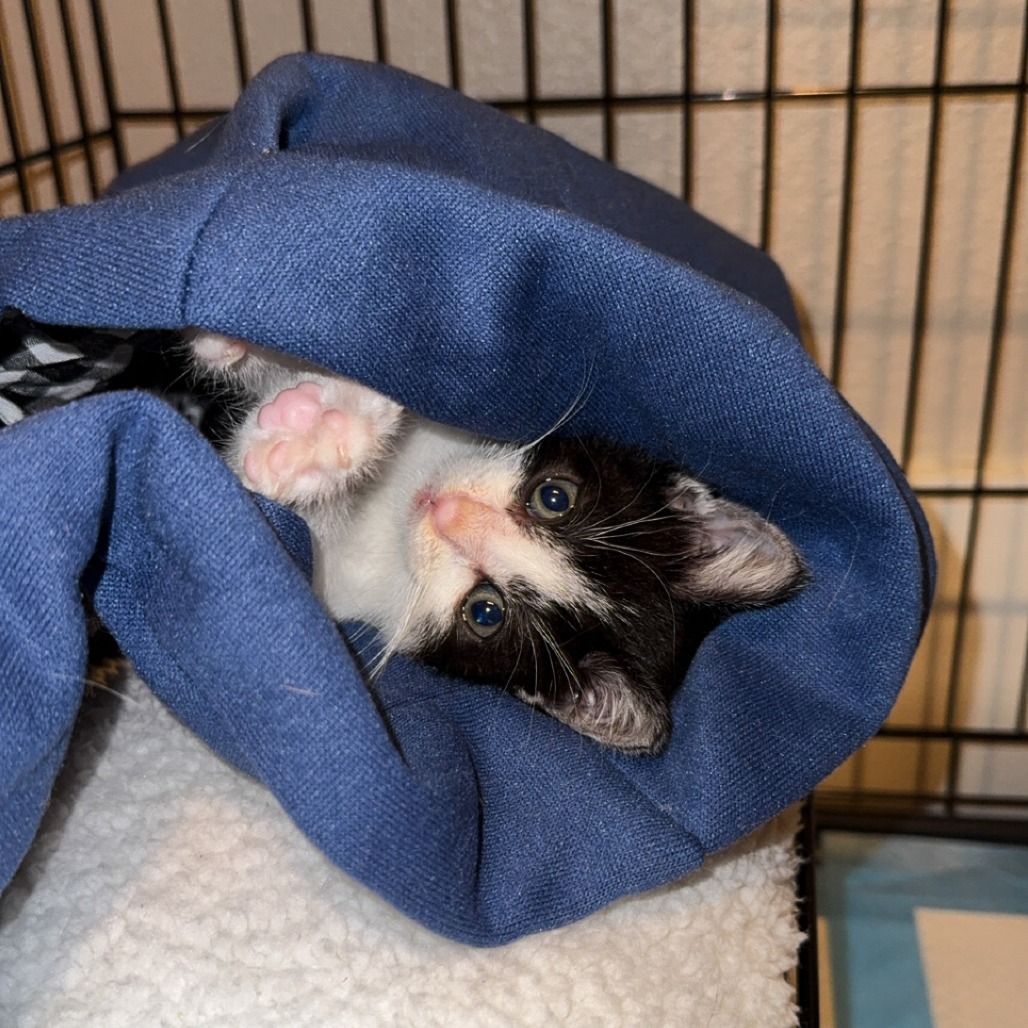 Frito, an adoptable Domestic Short Hair in Wichita, KS, 67208 | Photo Image 2