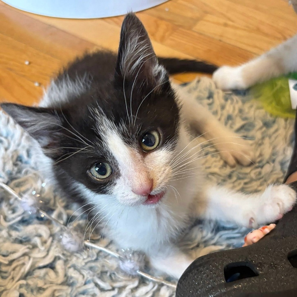 Frito, an adoptable Domestic Short Hair in Wichita, KS, 67208 | Photo Image 3