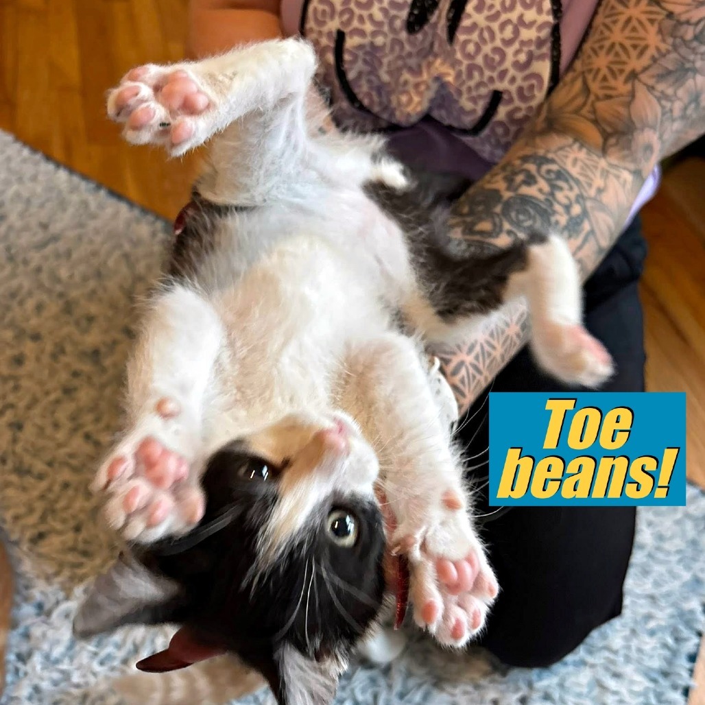 Frito, an adoptable Domestic Short Hair in Wichita, KS, 67208 | Photo Image 4