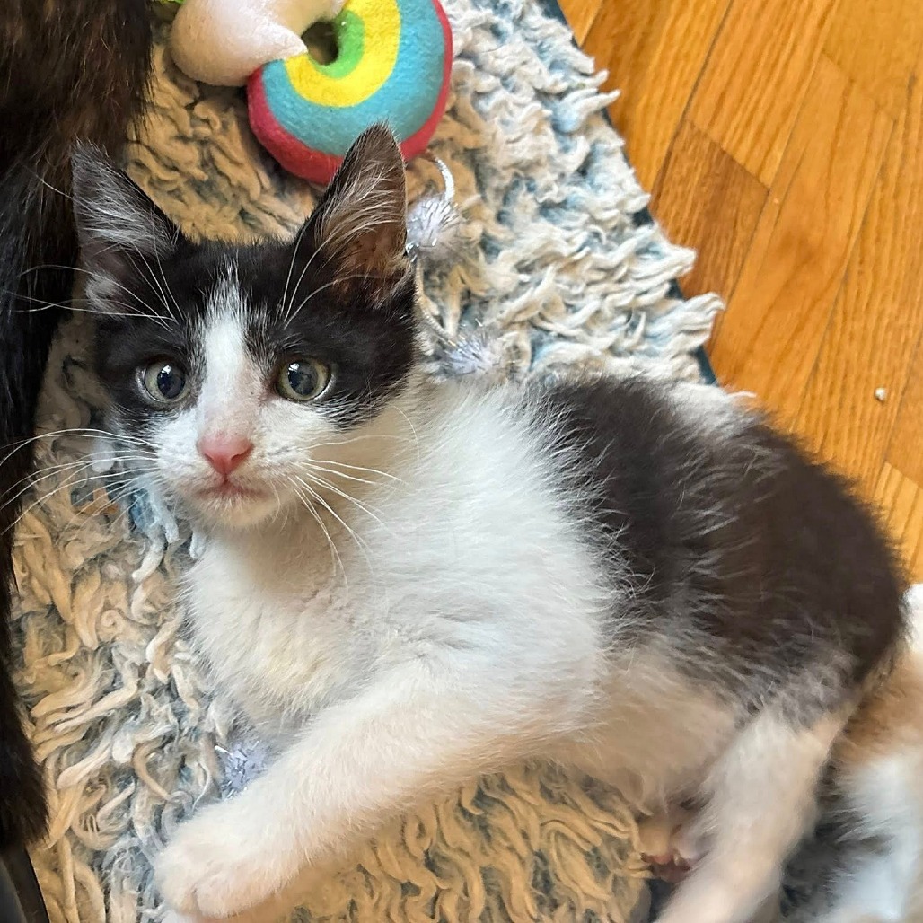 Frito, an adoptable Domestic Short Hair in Wichita, KS, 67208 | Photo Image 5