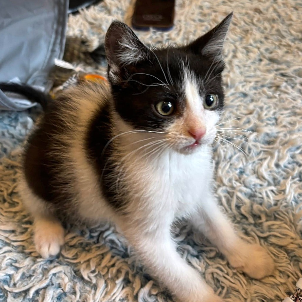 Frito, an adoptable Domestic Short Hair in Wichita, KS, 67208 | Photo Image 6