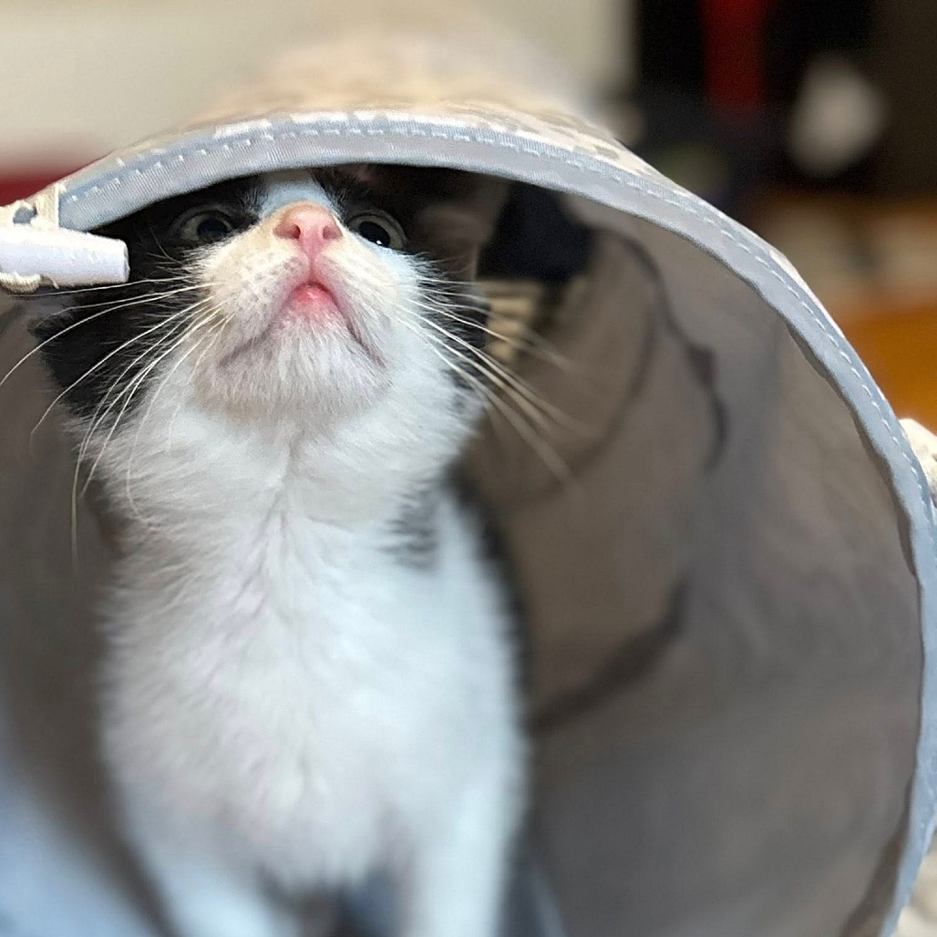 Frito, an adoptable Domestic Short Hair in Wichita, KS, 67208 | Photo Image 6