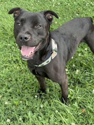 My name is Bubba and Im looking for my forever home I love to go for walks Im such a