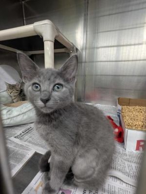 Meet Fog Shes so pretty and so so sweet A gentle kitten with excellent manners She loves having