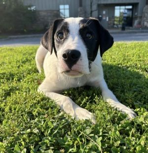 LOVES playing with other dogs and toys He thrives on having another dog He is very timid and has c
