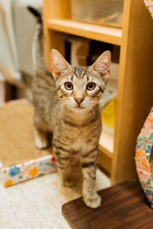 Banksy, Young Male Domestic Short Hair