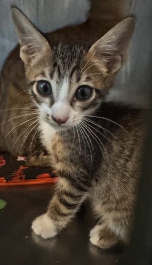 I am very cute and sweet Please give me a forever homeAll adopters must be  21 years old live