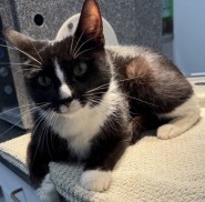I am very cute and sweet Please adopt me todayAll adopters must be  21 years old live in a