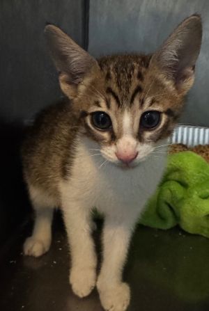 I am very cute and sweet Please give me a forever homeAll adopters must be  21 years old live