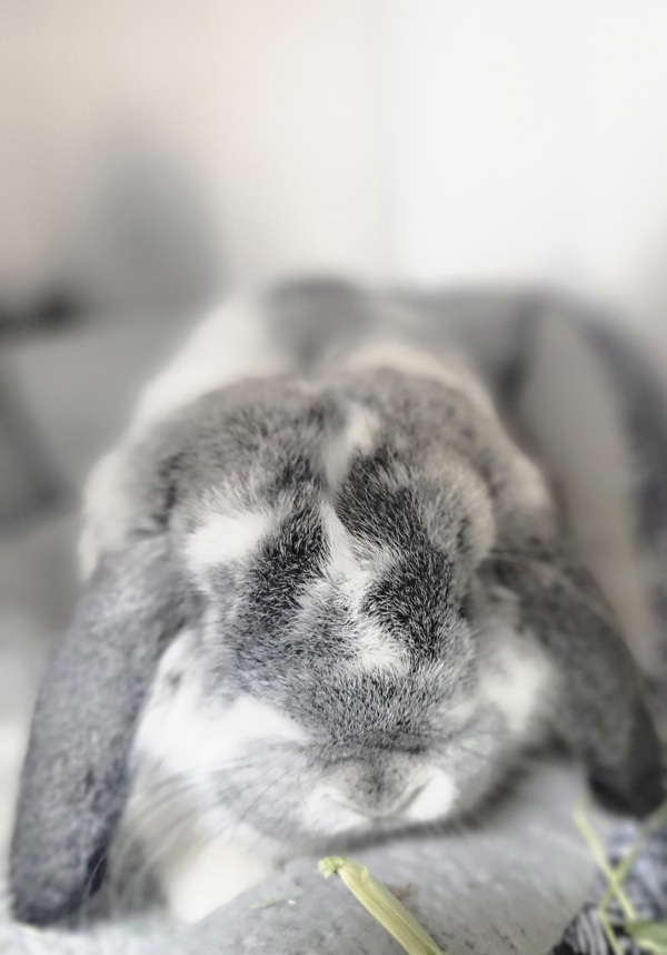 Mr. Hops