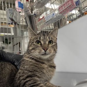 Belle Domestic Short Hair Cat