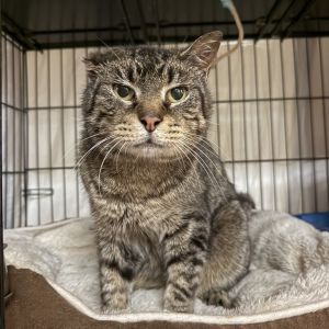 God Pawther Domestic Short Hair Cat