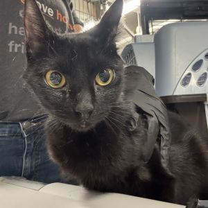 Tina Domestic Short Hair Cat