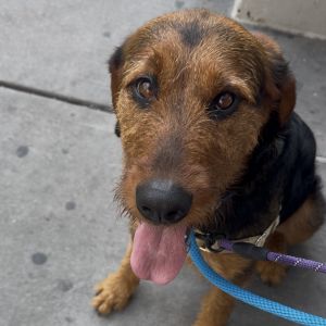Caramel is on site at our adoption center in SoHo Caramel is a two-year-old female Caramel would b