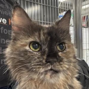 Tess is on site at our adoption center in SoHo Tess is a two-year-old female This charming kitty h