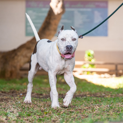 Angus, an adoptable Pit Bull Terrier, Mixed Breed in Honolulu, HI, 96826 | Photo Image 1