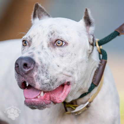 Angus, an adoptable Pit Bull Terrier, Mixed Breed in Honolulu, HI, 96826 | Photo Image 2