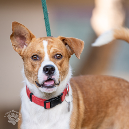 Greg, an adoptable Mixed Breed in Honolulu, HI, 96826 | Photo Image 1