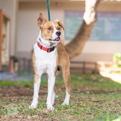 Greg, an adoptable Mixed Breed in Honolulu, HI, 96826 | Photo Image 2