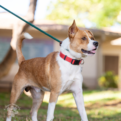 Greg, an adoptable Mixed Breed in Honolulu, HI, 96826 | Photo Image 3
