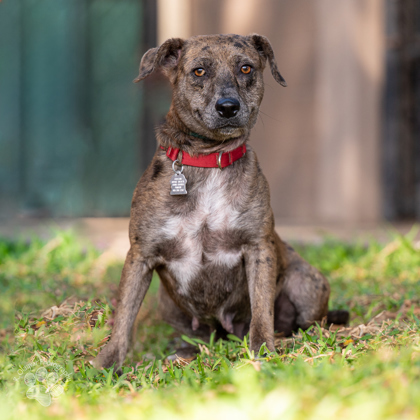 Mabel, an adoptable Terrier, Mixed Breed in Honolulu, HI, 96826 | Photo Image 1