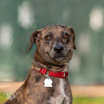 Mabel, an adoptable Terrier, Mixed Breed in Honolulu, HI, 96826 | Photo Image 2