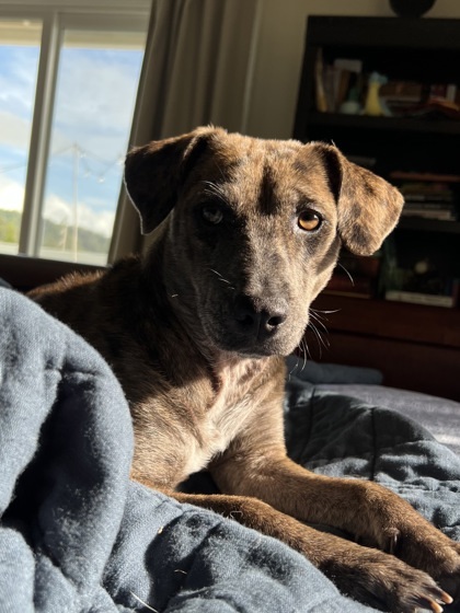 Mabel, an adoptable Terrier, Mixed Breed in Honolulu, HI, 96826 | Photo Image 3