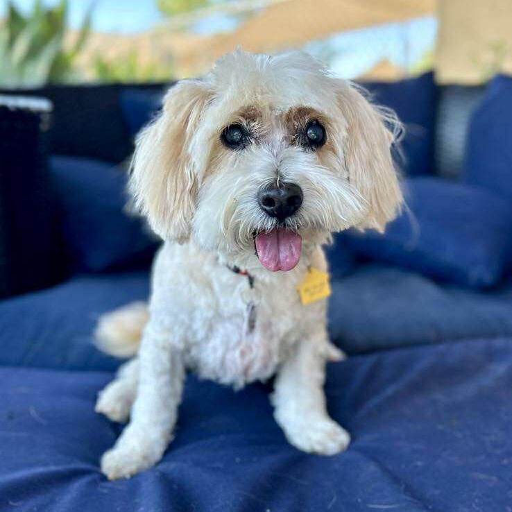 Milo Freeman, an adoptable Mixed Breed, Cockapoo in Ramona, CA, 92065 | Photo Image 1
