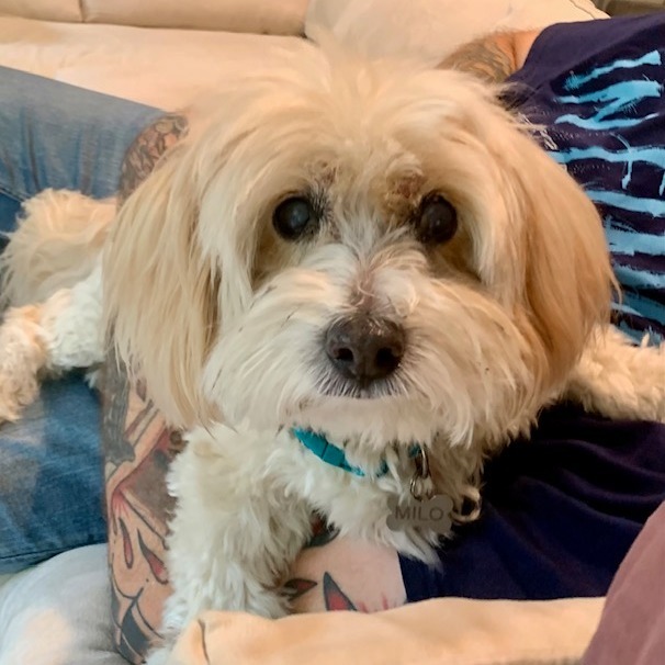 Milo Freeman, an adoptable Mixed Breed, Cockapoo in Ramona, CA, 92065 | Photo Image 2