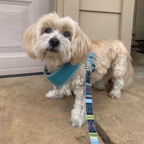 Milo Freeman, an adoptable Mixed Breed, Cockapoo in Ramona, CA, 92065 | Photo Image 3