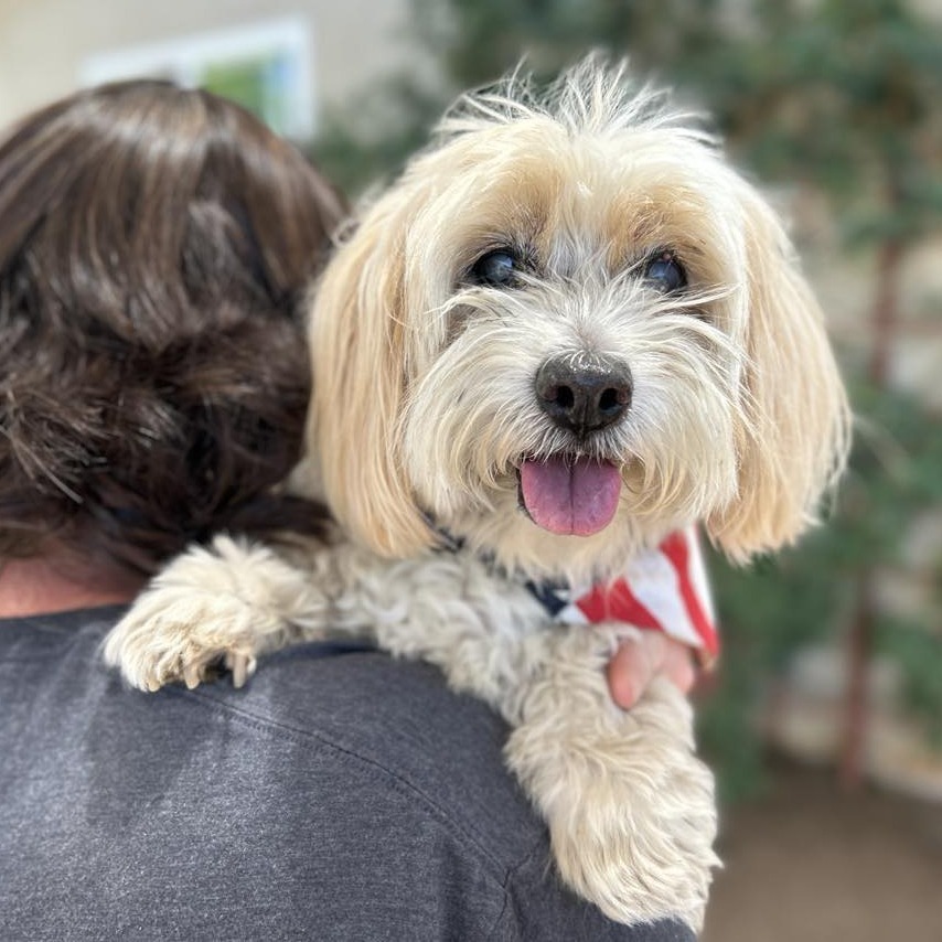 Milo Freeman, an adoptable Mixed Breed, Cockapoo in Ramona, CA, 92065 | Photo Image 4