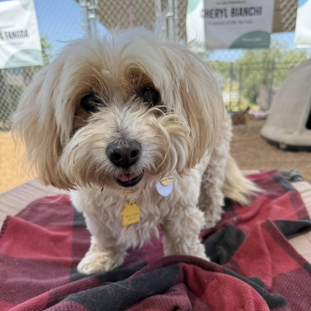 Milo Freeman, an adoptable Mixed Breed, Cockapoo in Ramona, CA, 92065 | Photo Image 5