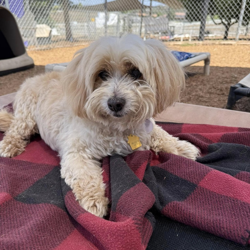 Milo Freeman, an adoptable Mixed Breed, Cockapoo in Ramona, CA, 92065 | Photo Image 6