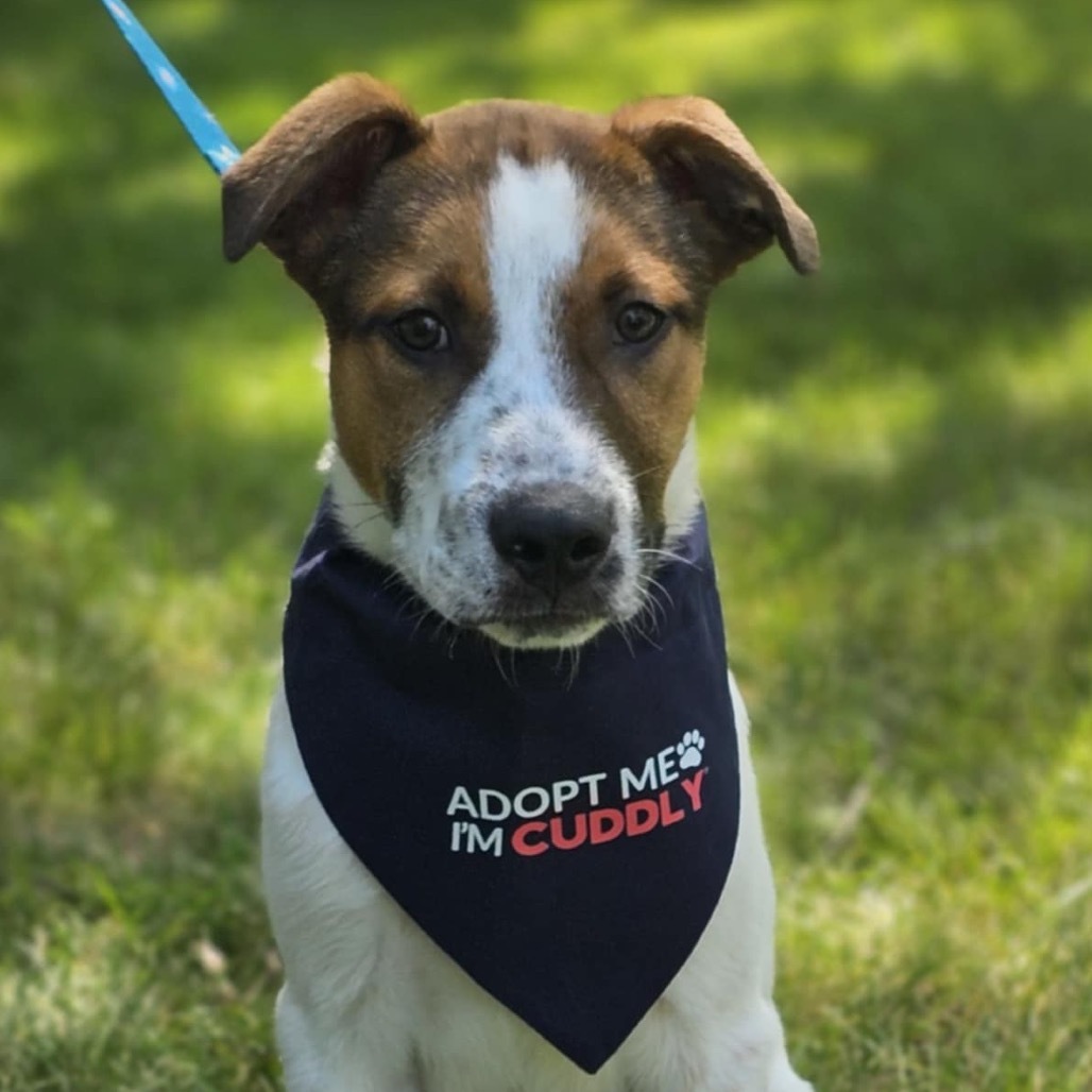 Chub, an adoptable Labrador Retriever, Cattle Dog in Brainerd, MN, 56401 | Photo Image 1