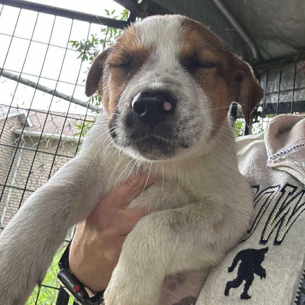 Chub, an adoptable Labrador Retriever, Cattle Dog in Brainerd, MN, 56401 | Photo Image 2