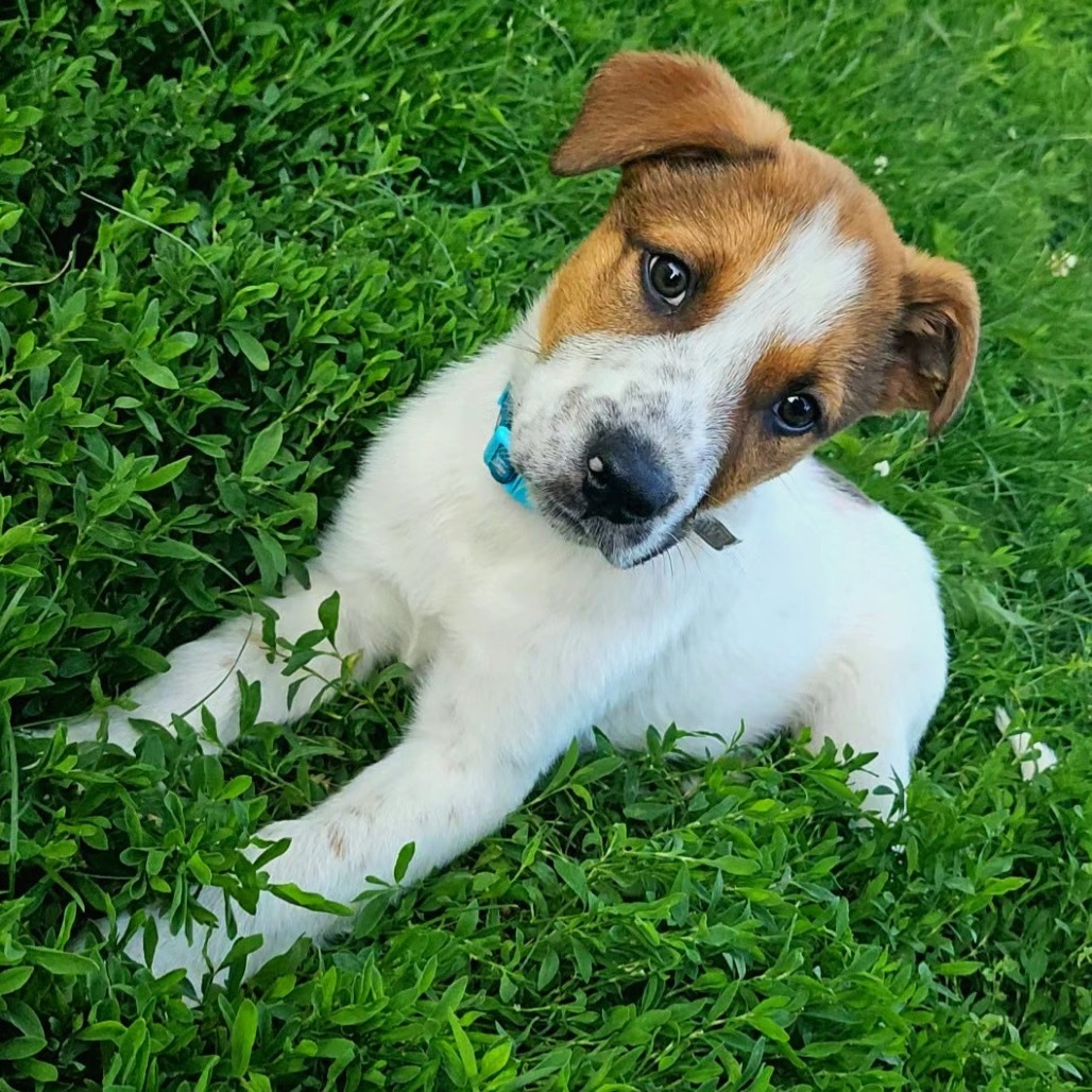Chub, an adoptable Labrador Retriever, Cattle Dog in Brainerd, MN, 56401 | Photo Image 3