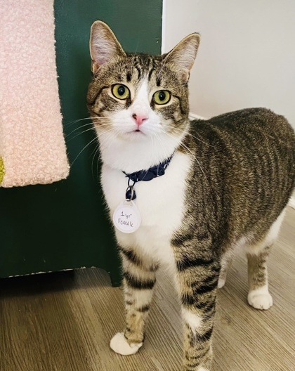 Bluebird (Pounce Cat Cafe) 1